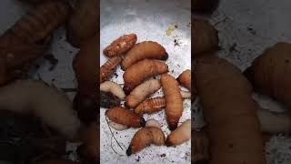 Đuông Dừa Bến Tre Béo Ngậy