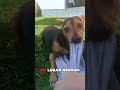 Quem concorda curti #pets #shorts #cachorro
