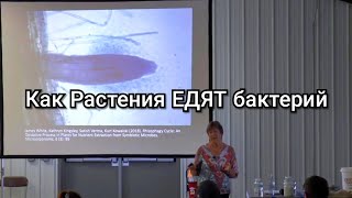 Растения ЕДЯТ бактерий. Ризофагия. Кристин Джонс.