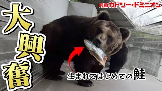 はじめて鮭をもらったヒグマの行動が怖すぎた【飼育員カメラ】