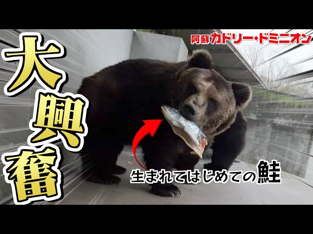 Brown bear's behavior after being given salmon for the first time