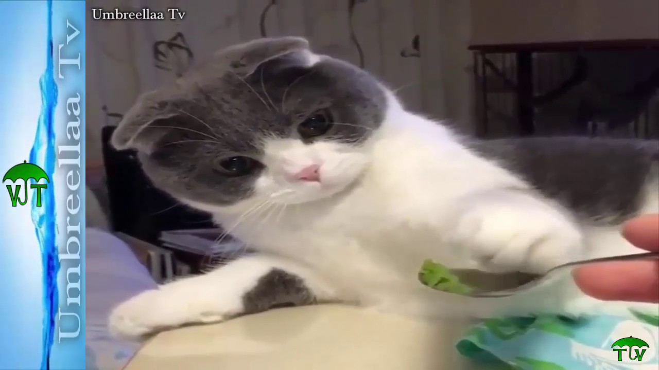 mirrors justin timberlake Cat trying something new Fabulous
