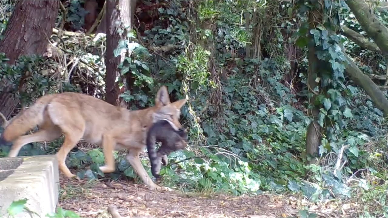 Don't let your cat roam free YouTube