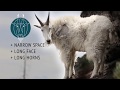 Identifying Billies & Nannies - An Educational Film from the Rocky Mountain Goat Alliance