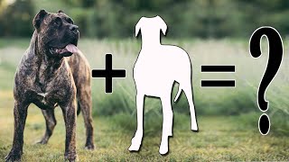 Presa Canario Cross | Most Dangerous Presa Canario Cross Breed Dogs That Are Not Good For Kids