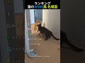 猫のWWE風名場面ランキング🙀TOP6
