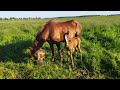 Наша Вишня🍒ожеребилась.И кого привела......