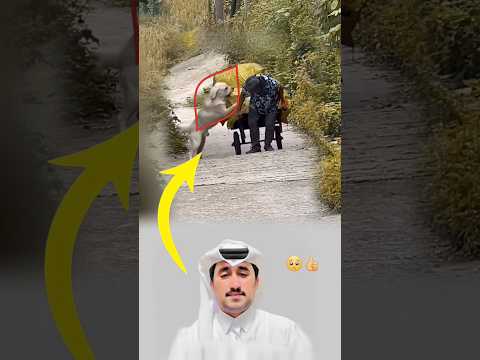 الصديق الوفي من جاءك قبل أن تناديه فحافظ على كلبك جيدا Like Fyp Foryou Viral Explore Shorts