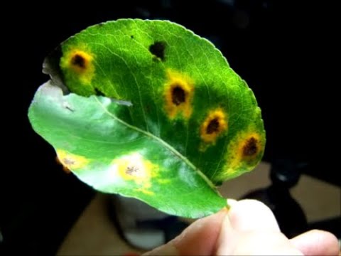 Video: How And How To Treat Pear Rust?