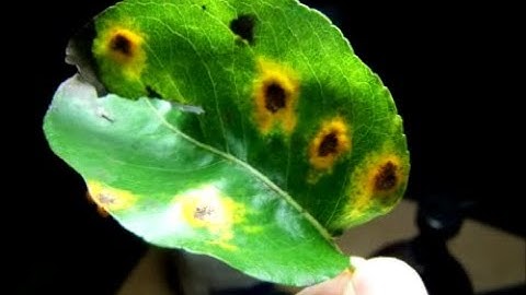 Pear Rust:  Treatment Ideas