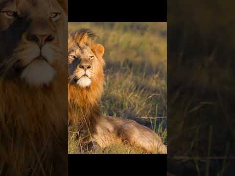 Ayi in lion 🦁 shorts video new || ayi in lion status video's new ||#viral #youtube #shorts