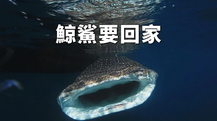 【动物展演】鲸鲨要回家｜圈养八年后能重返大海吗？ (我们的岛 第716集 2013-07-22) - 天天要闻