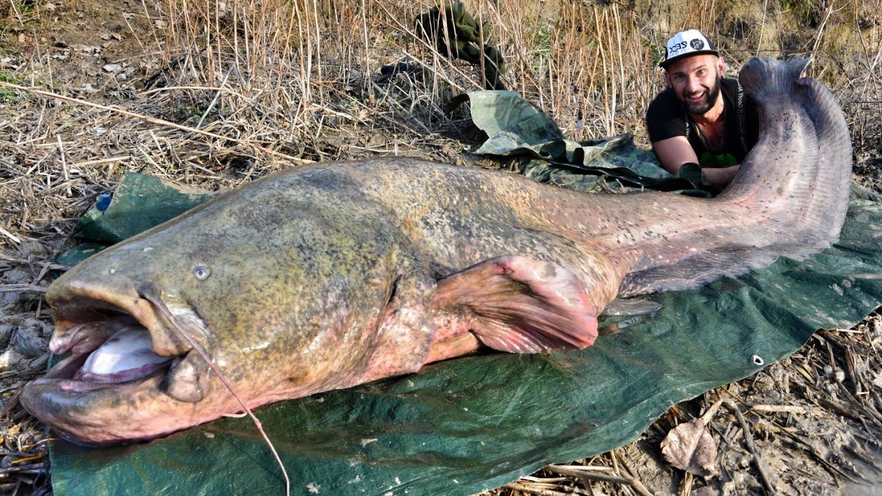 Catfishing: Monster Giant Catfish 260 Pound in Spinning - HD by
