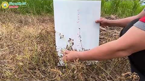 Hiệu lực trừ cỏ vượt trội của Thuốc trừ cỏ Logichu 55sc - Bà con cùng xem loại cỏ nào cháy rụi nhé!