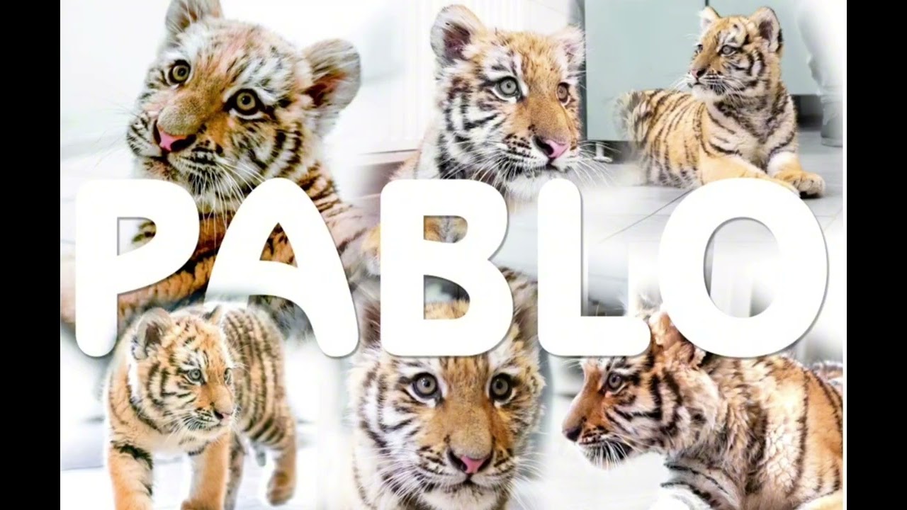 Készítette Stankovics Bernadett Pablo a kis tigris