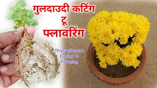 गुलदाउदी कटिंग दिसम्बर मे लगाएं ( With Update ) How To Grow Chrysanthemum From Cuttings