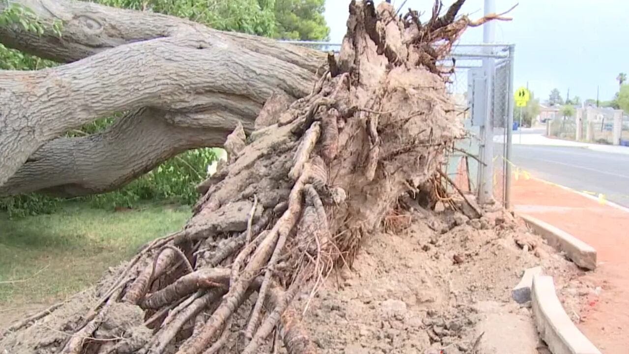 Crews clean up fallen trees across the Las Vegas Valley - YouTube