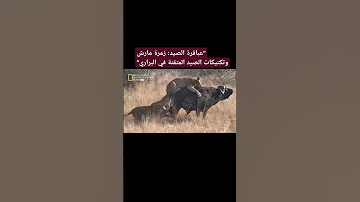 عباقرة الصيد زمرة مارش وتكتيكات الصيد المتقنة في البراري 