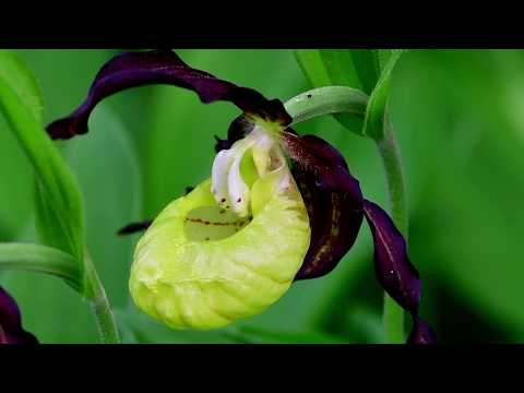 Video: Jak Rostou Orchideje V Přírodě