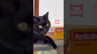 black cat - Italy
