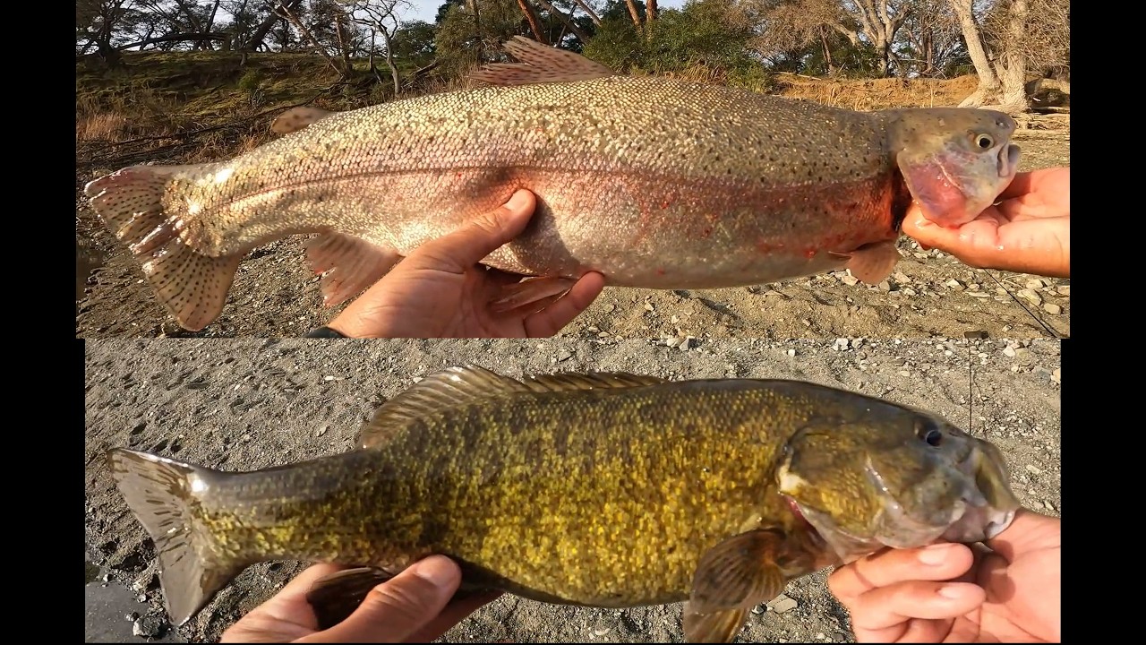 Big Trout and Smallmouth Bass