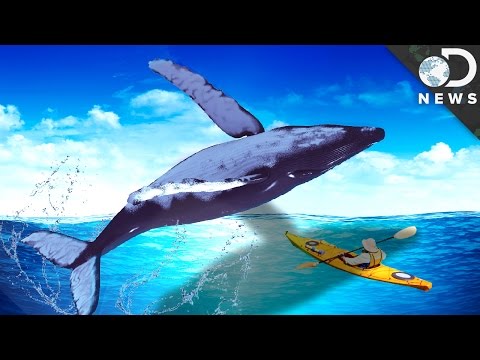 Videó: A bálna megsérti vagy áttöri?