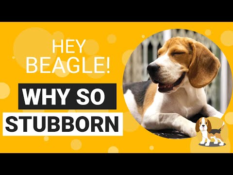 Why Are Beagles So Stubborn