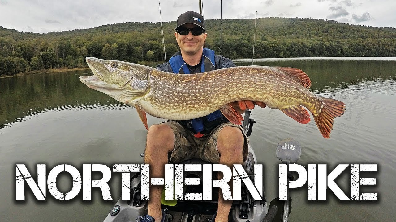 GIANT PA Northern Pike Caught from Kayak – Fishing Online