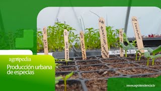 Producción Urbana De Especias Agro En 2 Minutos