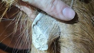 MULTIPLE Horse chestnut removal, ergot removal, equine skin care, oddly satisfying #horse #skin #odd