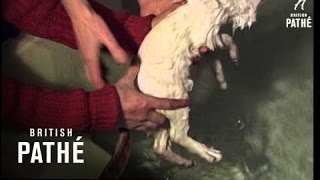 Turkish Van Cats Learn To Swim 1960