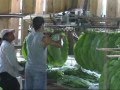 Tobacco - Harvesting