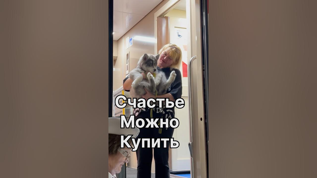 Пушистое ЧУДО ️#хаскимиледи - YouTube
