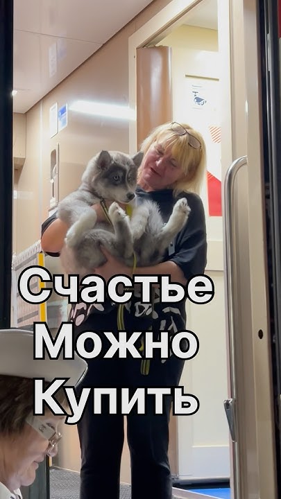 Пушистое ЧУДО ️#хаскимиледи - YouTube