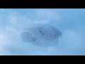 Murmuration of Starlings Produces Mesmerizing Scenes in Norfolk Sky