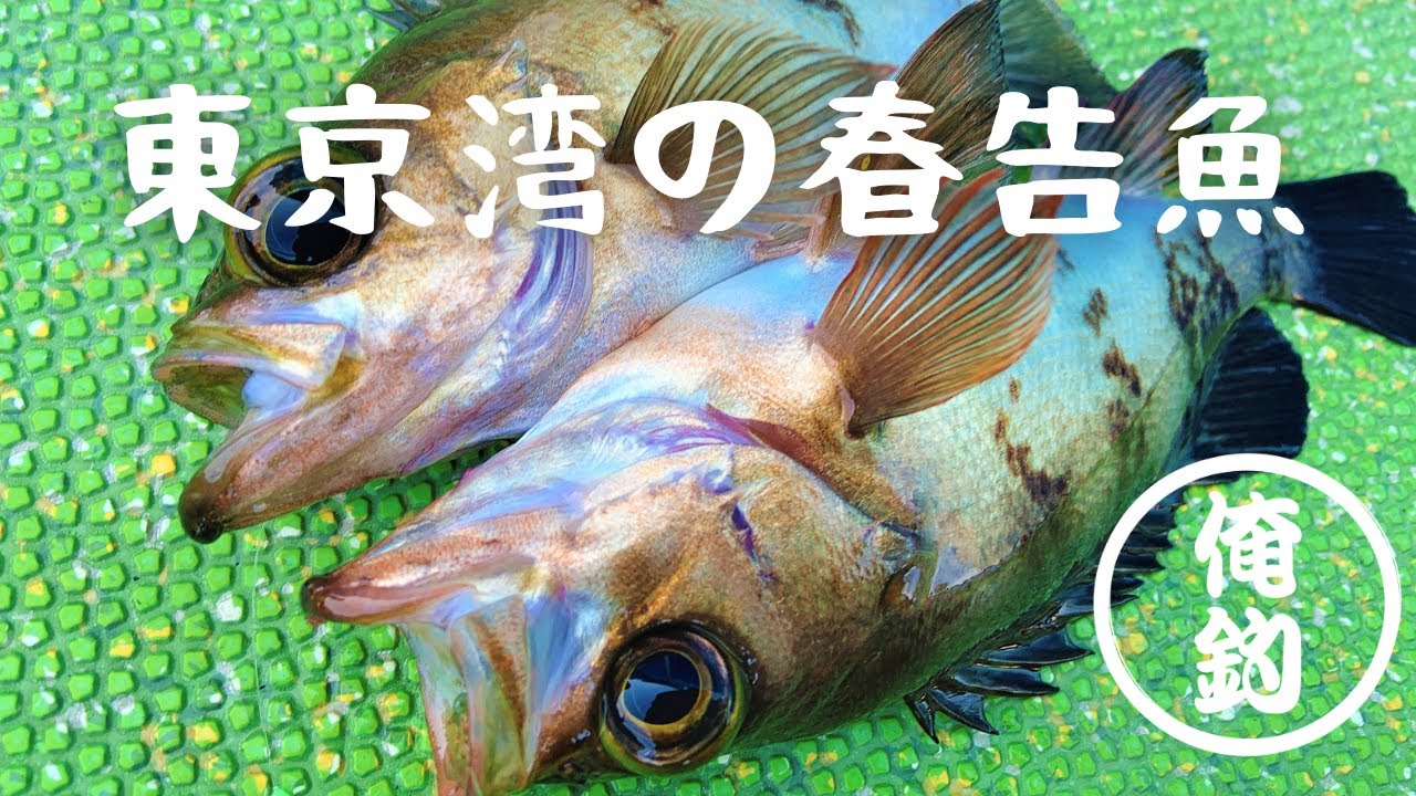 エビメバル 東京湾に春を告げる魚を釣る Youtube