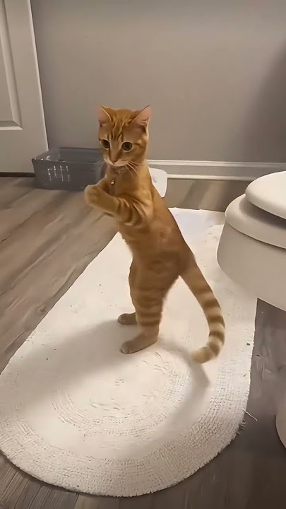 5555555 #cat #cats #catvideos #catshorts #kitten #kitty #cutecat #catlovers