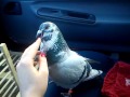 Pet Racing Pigeon in love (Majom)