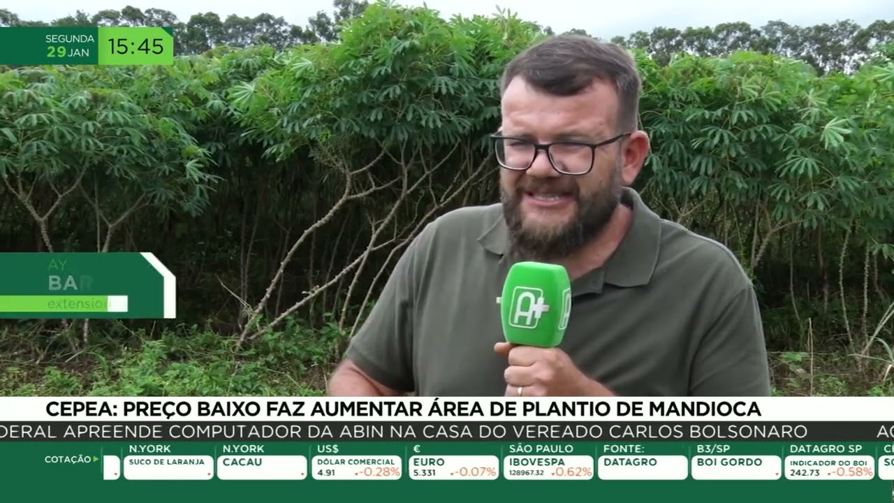 Cepea: preço baixo faz aumentar área de plantio de mandioca