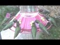 Hummingbirds Just Before Sunset (in HD)