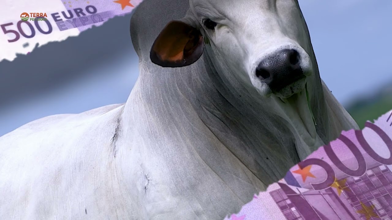 MATÉRIA - 9º LEILÃO ESPECIAL TOUROS JACAMIM