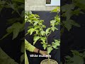 white mulberry plant#shorts