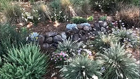 Gardening with California native plants: Kelly Mar...