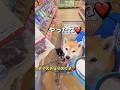 お買い物🐶🐶🎵#柴犬 #チワワ #shorts
