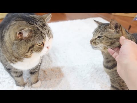 ねこを呼ぶ術２。-Hand magic for calling cats 2.-