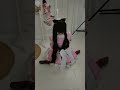 Кто дал зеркало кошечке??😡 Теперь надо подписаться на ТГК: Акула за рулём, чтоб не мявкала #cosplay