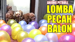 LOMBA PECAH BALON | SIAPA YANG PALING SIAGA DAN CEPAT | SMART DOG VIDEOS #hewiepitbull