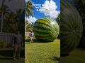 World's Biggest Watermelon Bunker in USA 🇺🇸🤯 #shorts #viral #watermelon #bunker #usa #underground