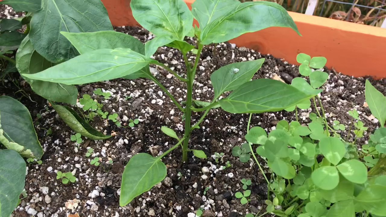900 SUBS THANK YOU! + PEPPER PLANTS AND EPSOM SALTS YouTube 900 SUBS THANK YOU! + PEPPER PLANTS AND EPSOM SALTS YouTube