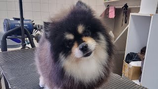 Grooming Pomeranian by Dlakca pet grooming 113 views 1 year ago 2 minutes, 33 seconds